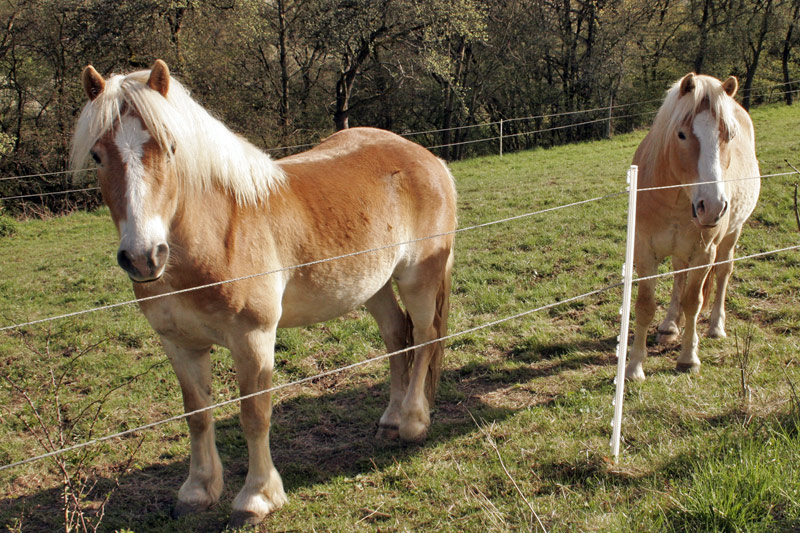 Warino und Nando