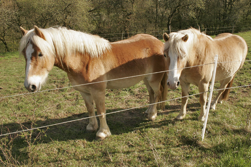 Warino und Nando