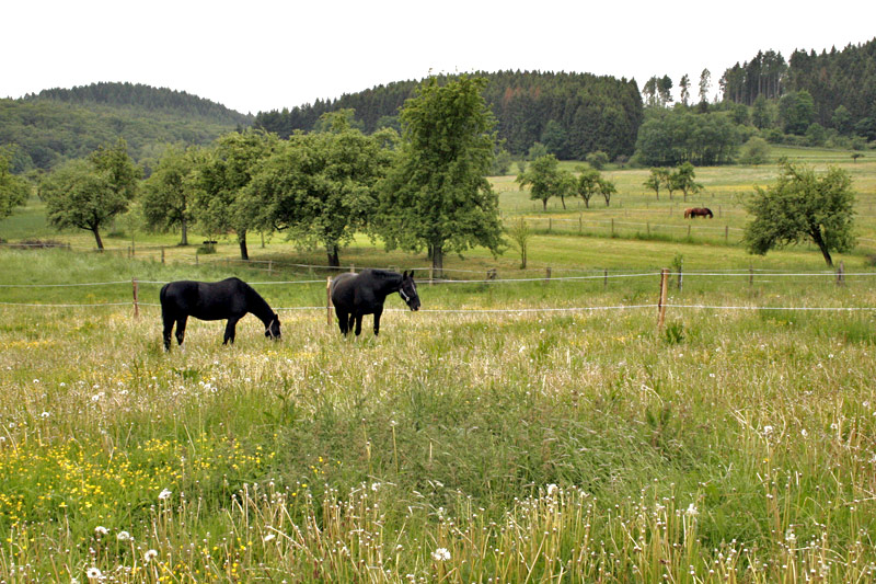 Jaron und Jankid auf der Sommerweide