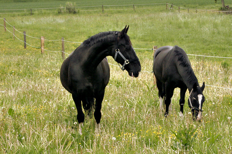 Jaron und Jankid auf der Sommerweide -3-