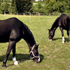 Zu Jaron und Jankid auf dem Birkenhof