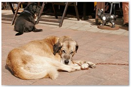 _MG_0009_13-05-09
Drei Hunde im Mai: Pascha, Kyra und ...
