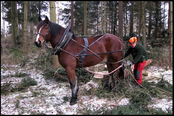 3_gaeufelden-oeschelbronn_carsten_rempp_rueckepferd-toni_(3).jpg-1458_(c)martin-ebner